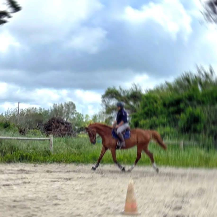 Mare Selle Fran&ccedil;ais For sale 2000 Chesnut