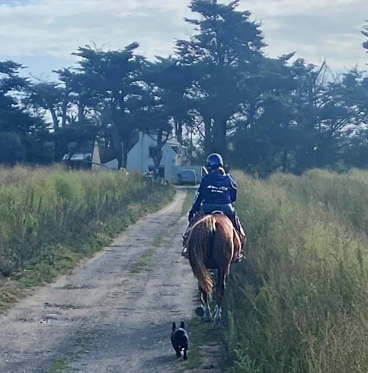 Mare Selle Fran&ccedil;ais For sale 2000 Chesnut