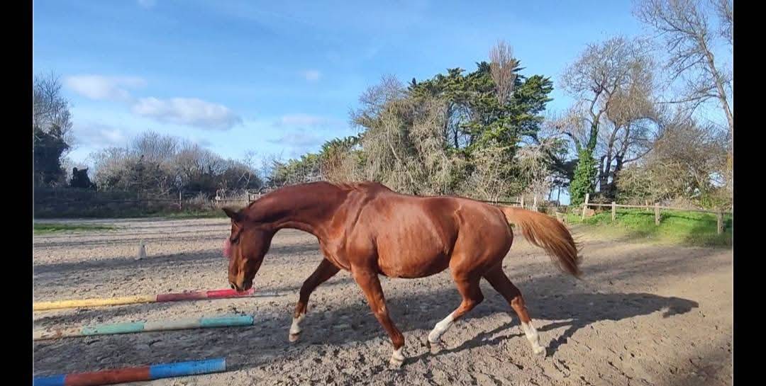 Mare Selle Fran&ccedil;ais For sale 2000 Chesnut