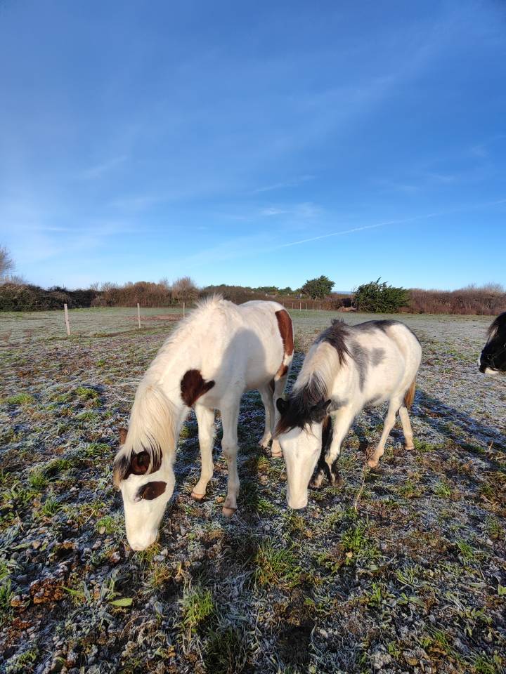 Colt No Origin Recorded For sale 2024 Coloured