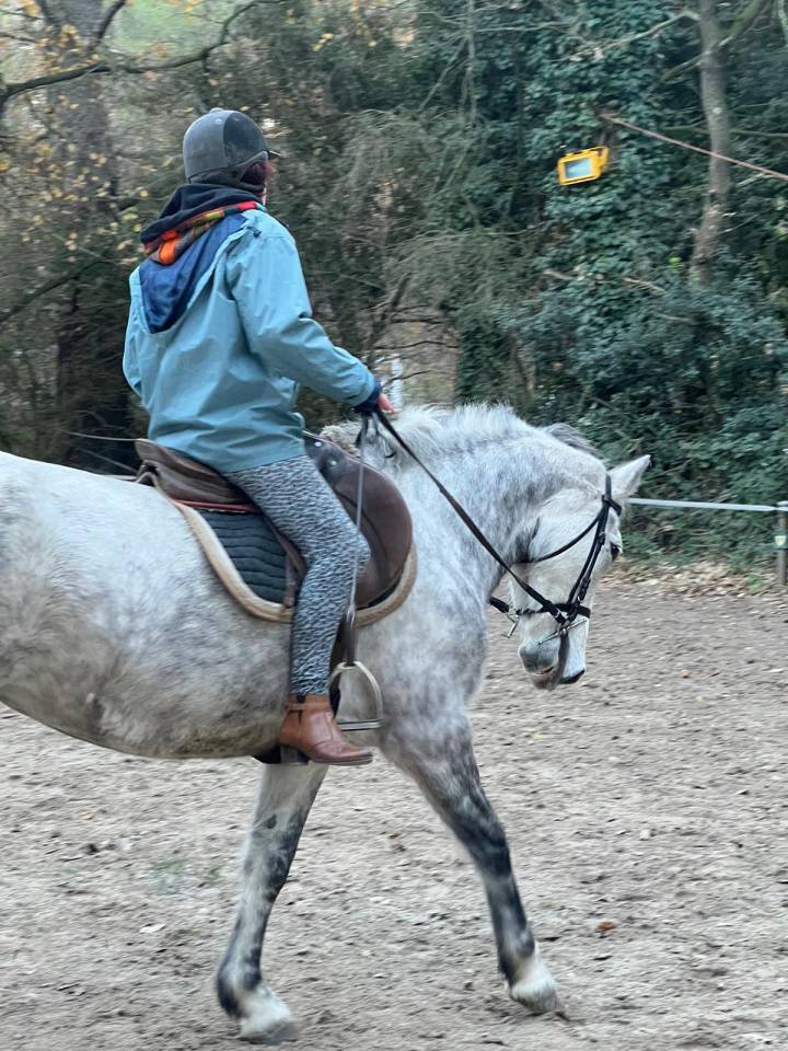 Mare Connemara For sale 2017 Grey