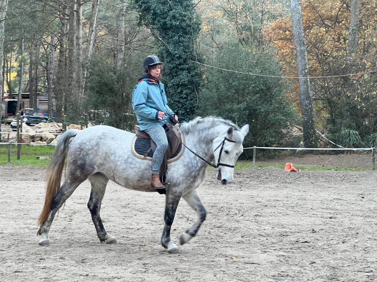 Mare Connemara For sale 2017 Grey