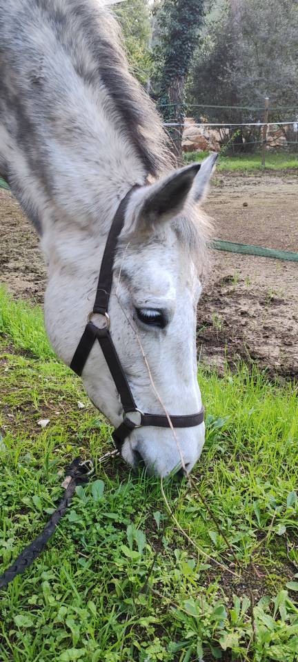 Mare Connemara For sale 2017 Grey