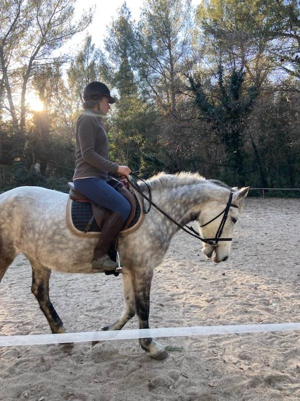 Mare Connemara For sale 2017 Grey