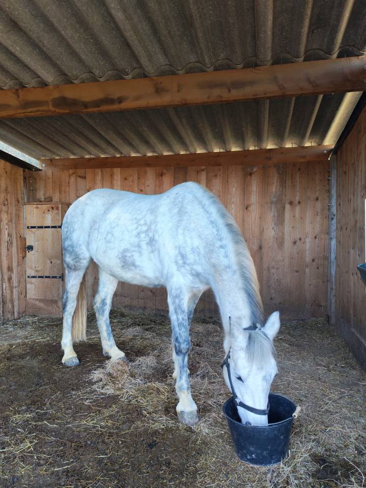 Mare Connemara For sale 2017 Grey