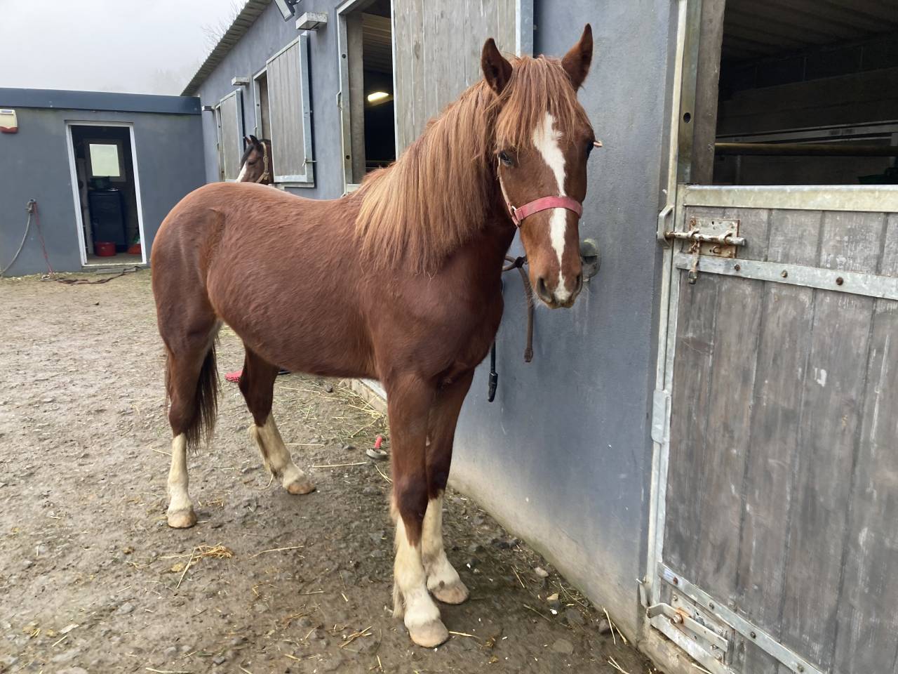 Colt French Saddle Pony For sale 2024 Bay