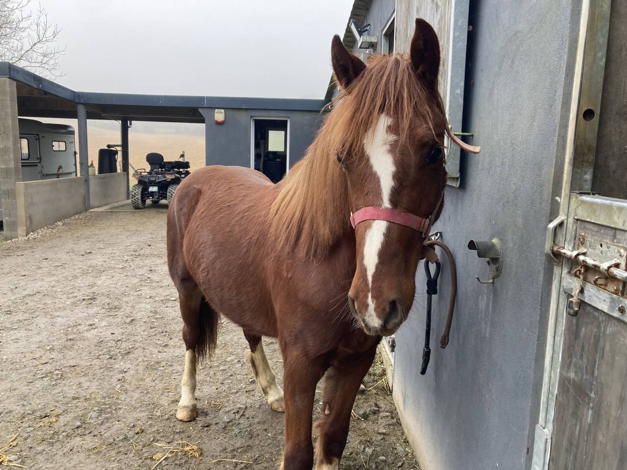 Colt French Saddle Pony For sale 2024 Bay