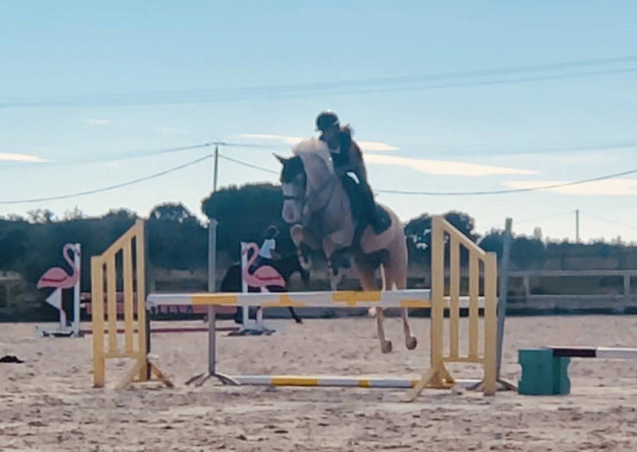 Gelding French Saddle Pony For sale 2019 Palomino