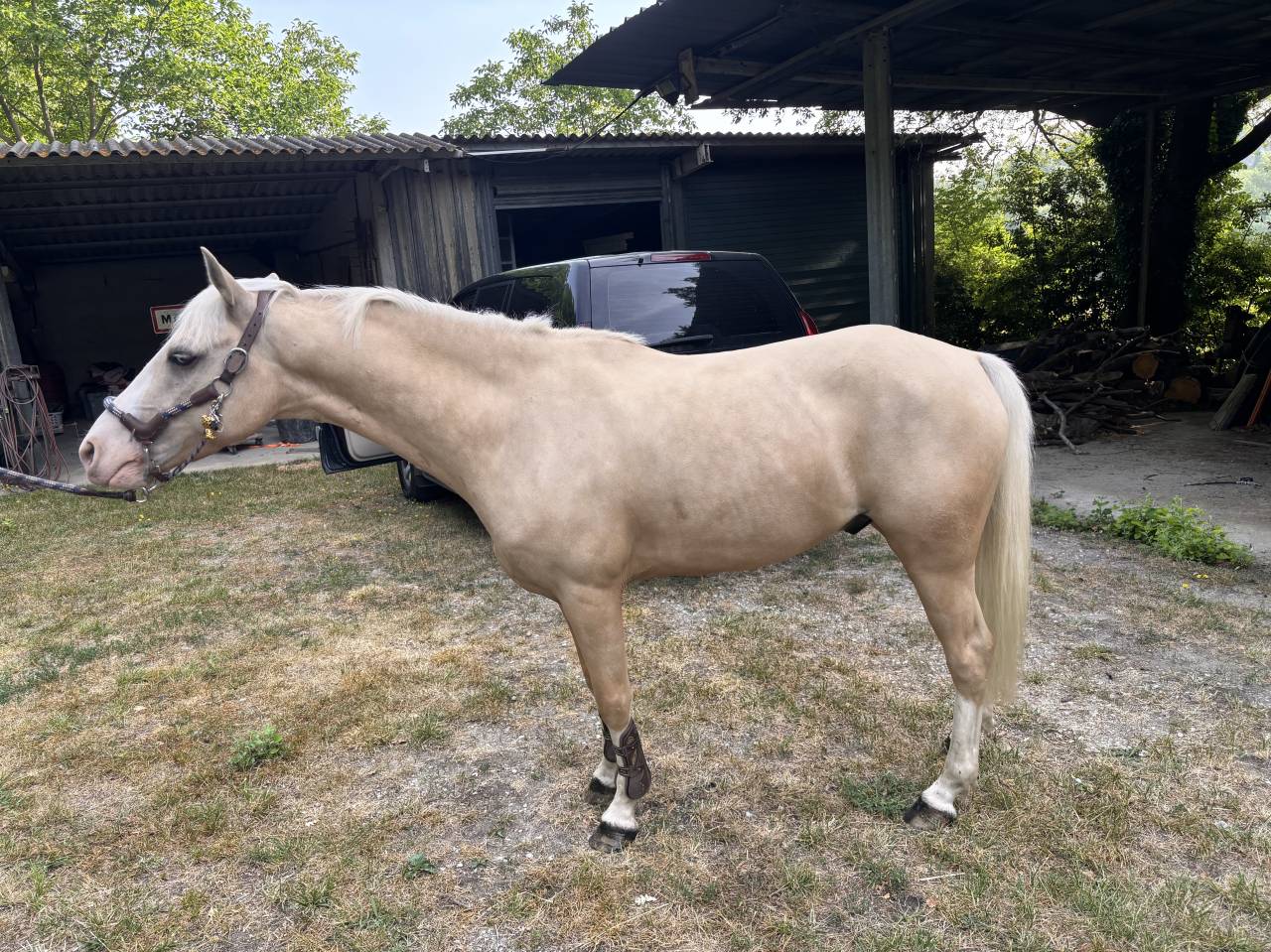 Gelding French Saddle Pony For sale 2019 Palomino