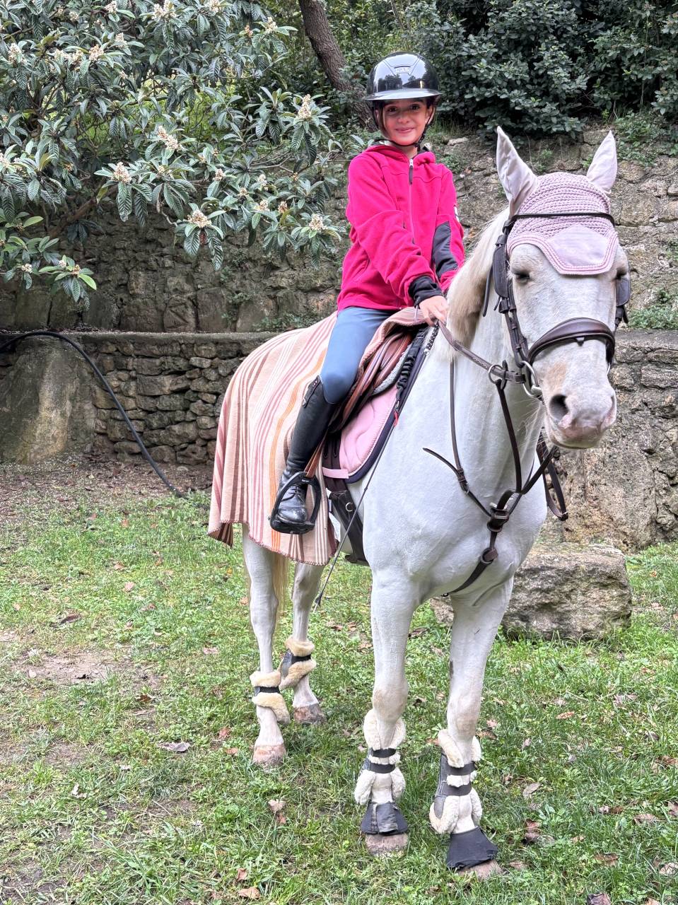 Gelding French Saddle Pony For sale 2019 Palomino