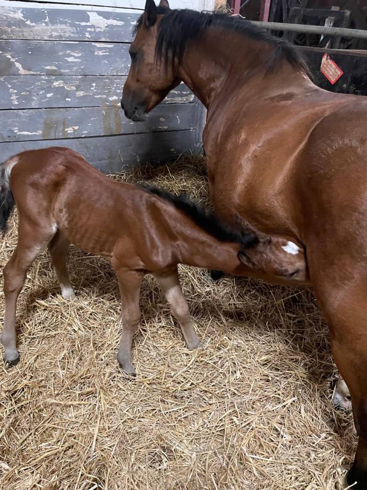 Filly Welsh Part Bred For sale 2025 Bay