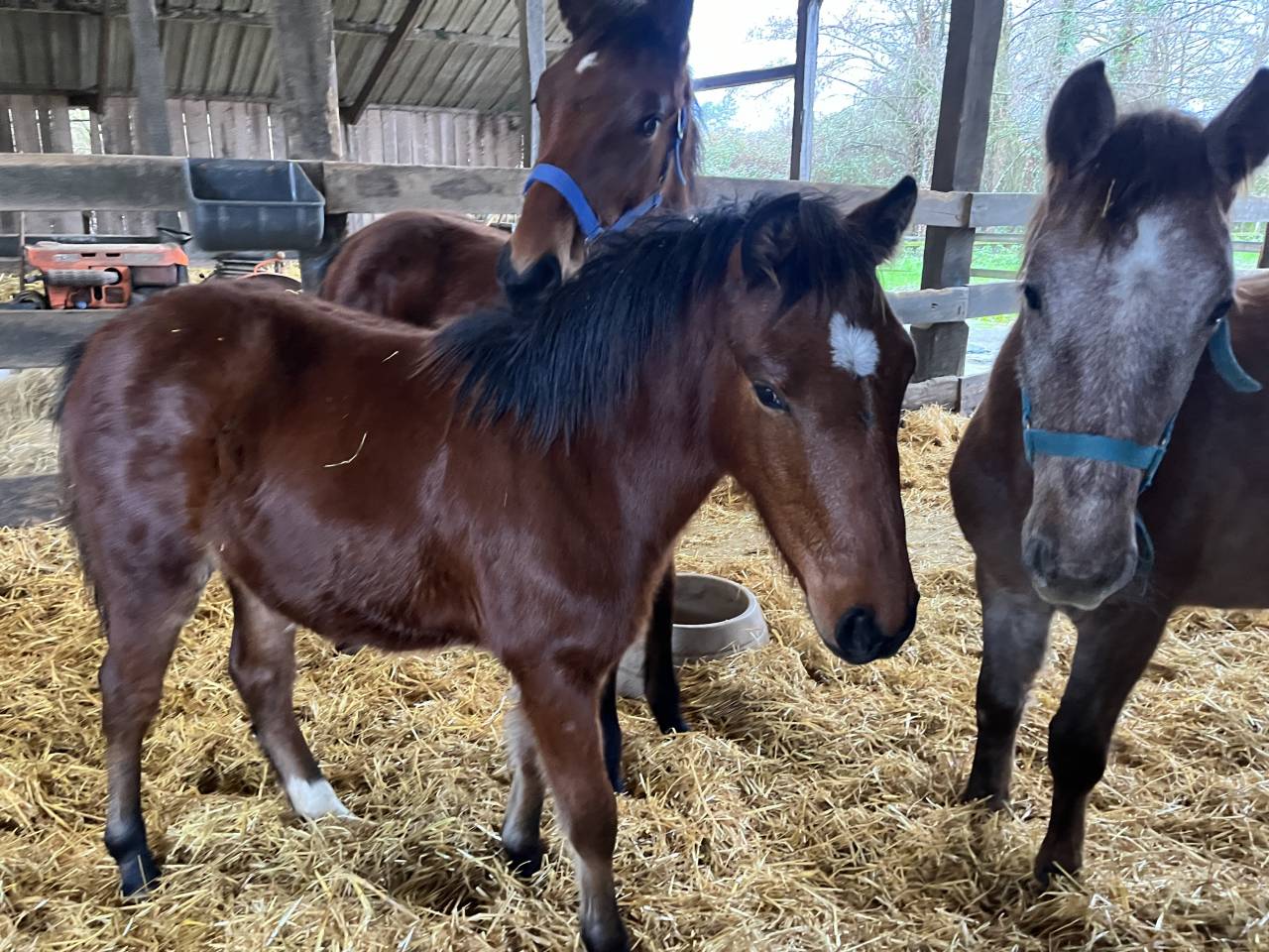 Filly Welsh Part Bred For sale 2025 Bay