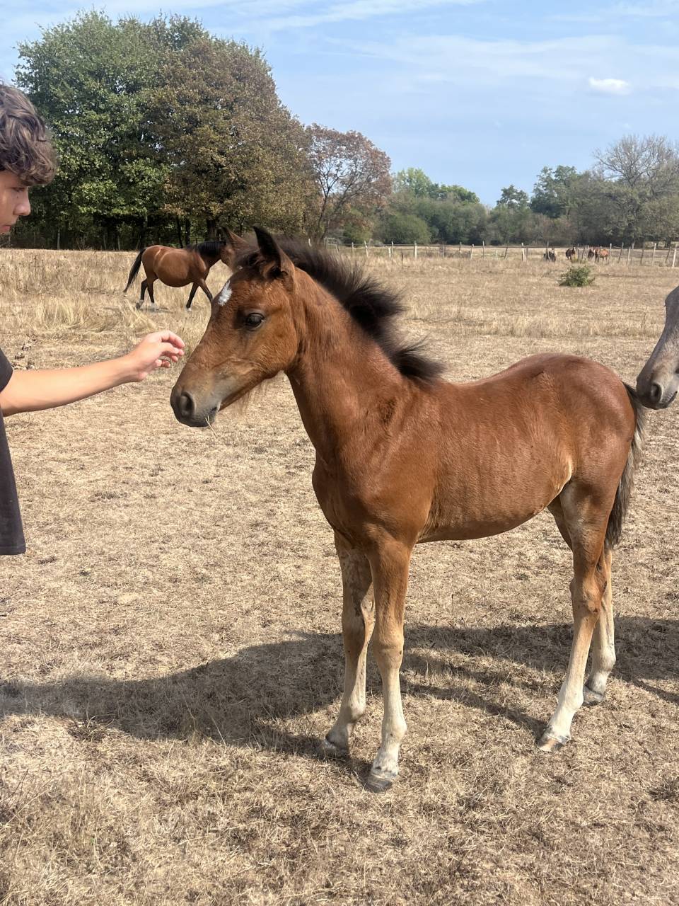 Filly Welsh Part Bred For sale 2025 Bay