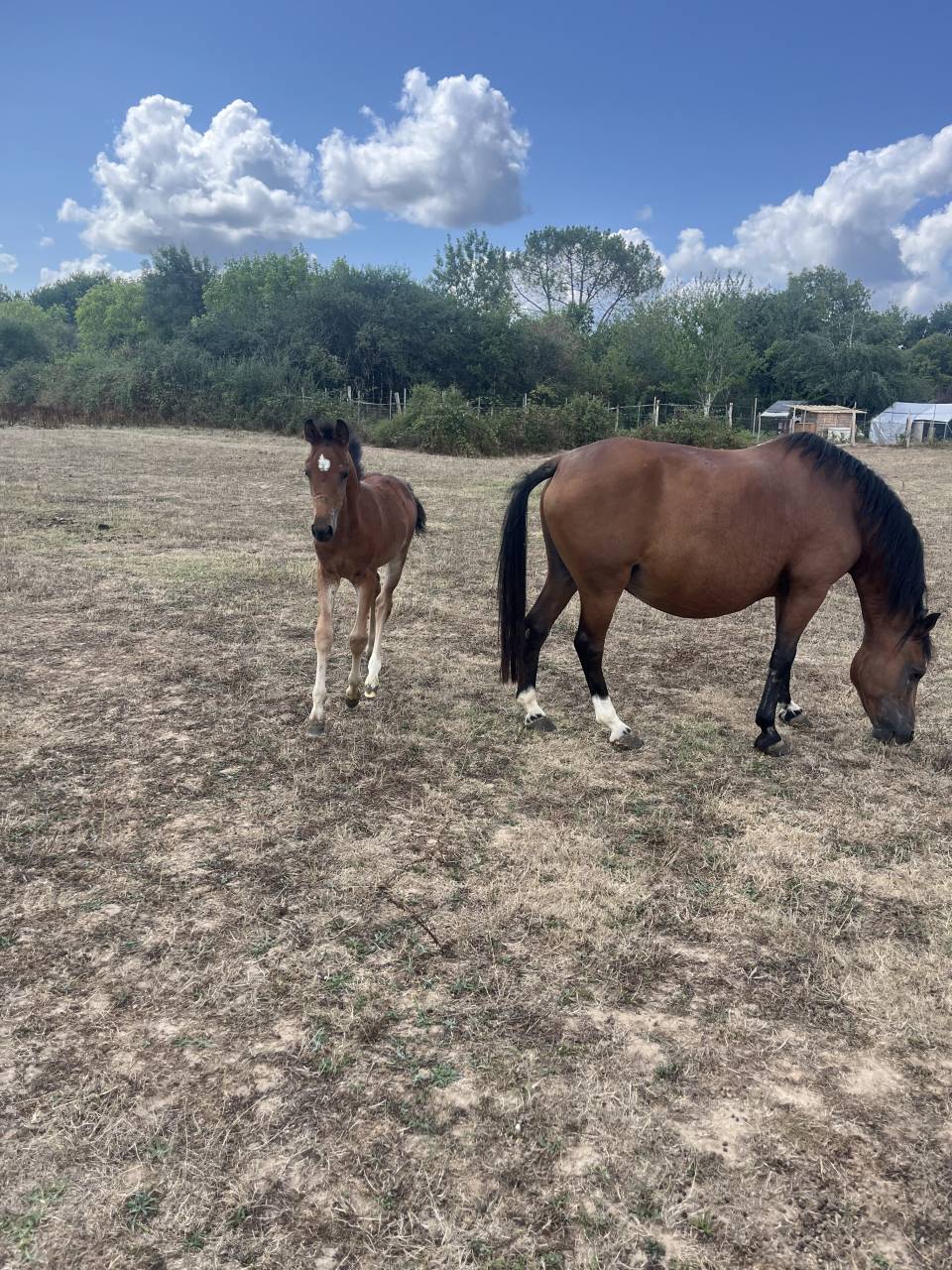 Filly Welsh Part Bred For sale 2025 Bay