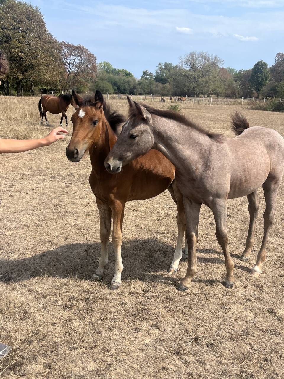 Filly Welsh Part Bred For sale 2025 Bay