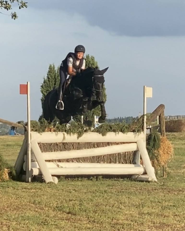 Stallion British Riding Pony For sale 2008 Dark Bay