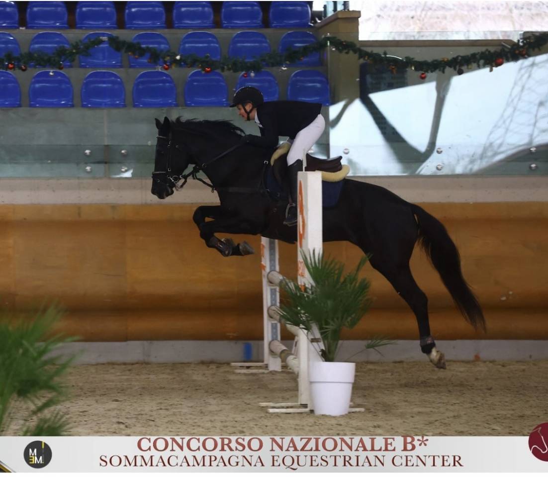 Stallion British Riding Pony For sale 2008 Dark Bay