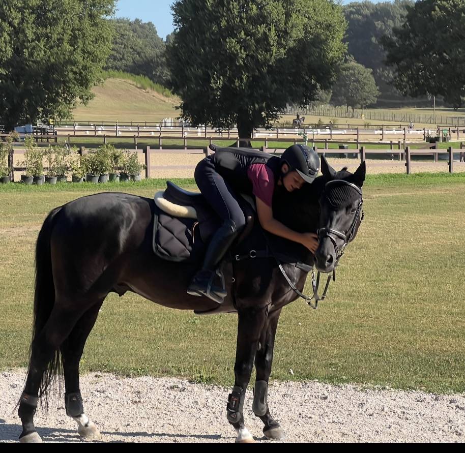 Stallion British Riding Pony For sale 2008 Dark Bay