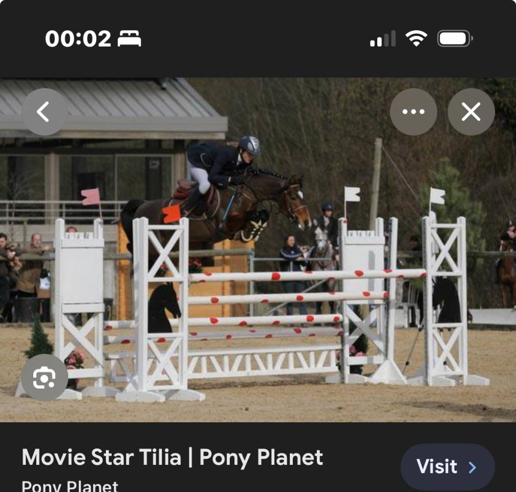 Mare Dartmoor For sale 2022 Bay