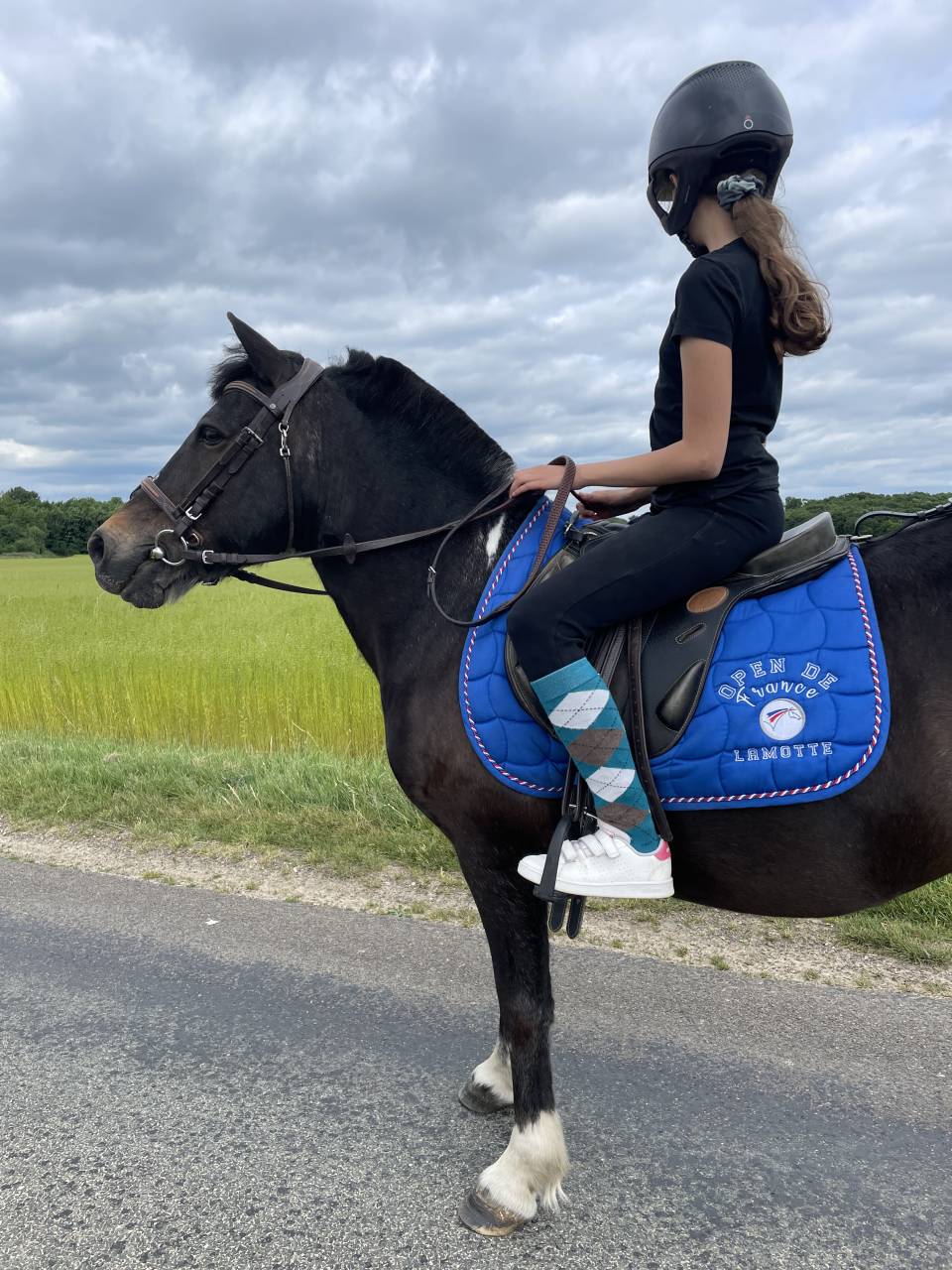 Gelding No Origin Recorded For sale 2012 Coloured