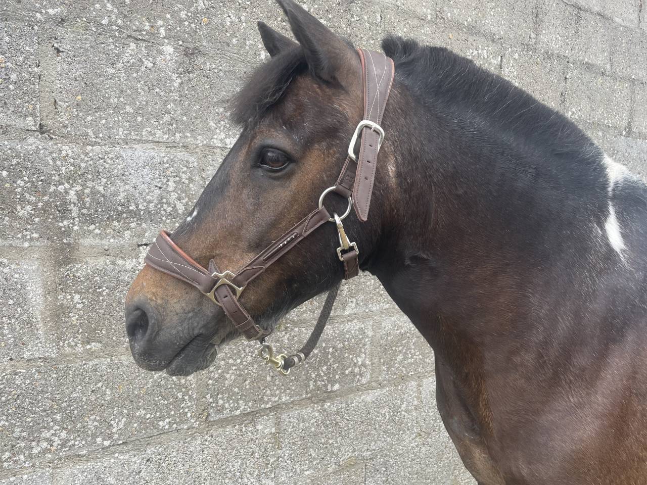 Gelding No Origin Recorded For sale 2012 Coloured