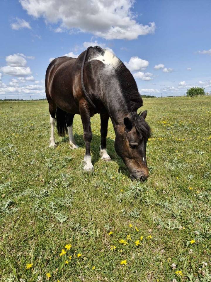 Gelding No Origin Recorded Part-Livery 2012 Coloured