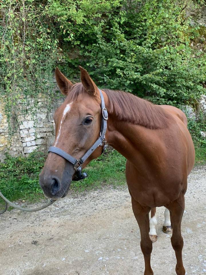 Mare Selle Fran&ccedil;ais For sale 2020 Liver chestnut