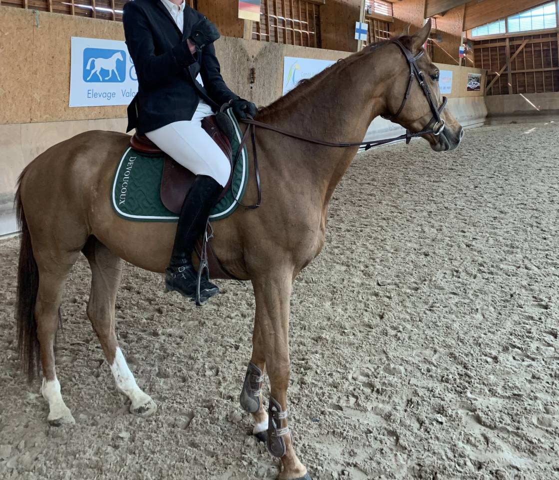 Mare Selle Fran&ccedil;ais For sale 2020 Liver chestnut