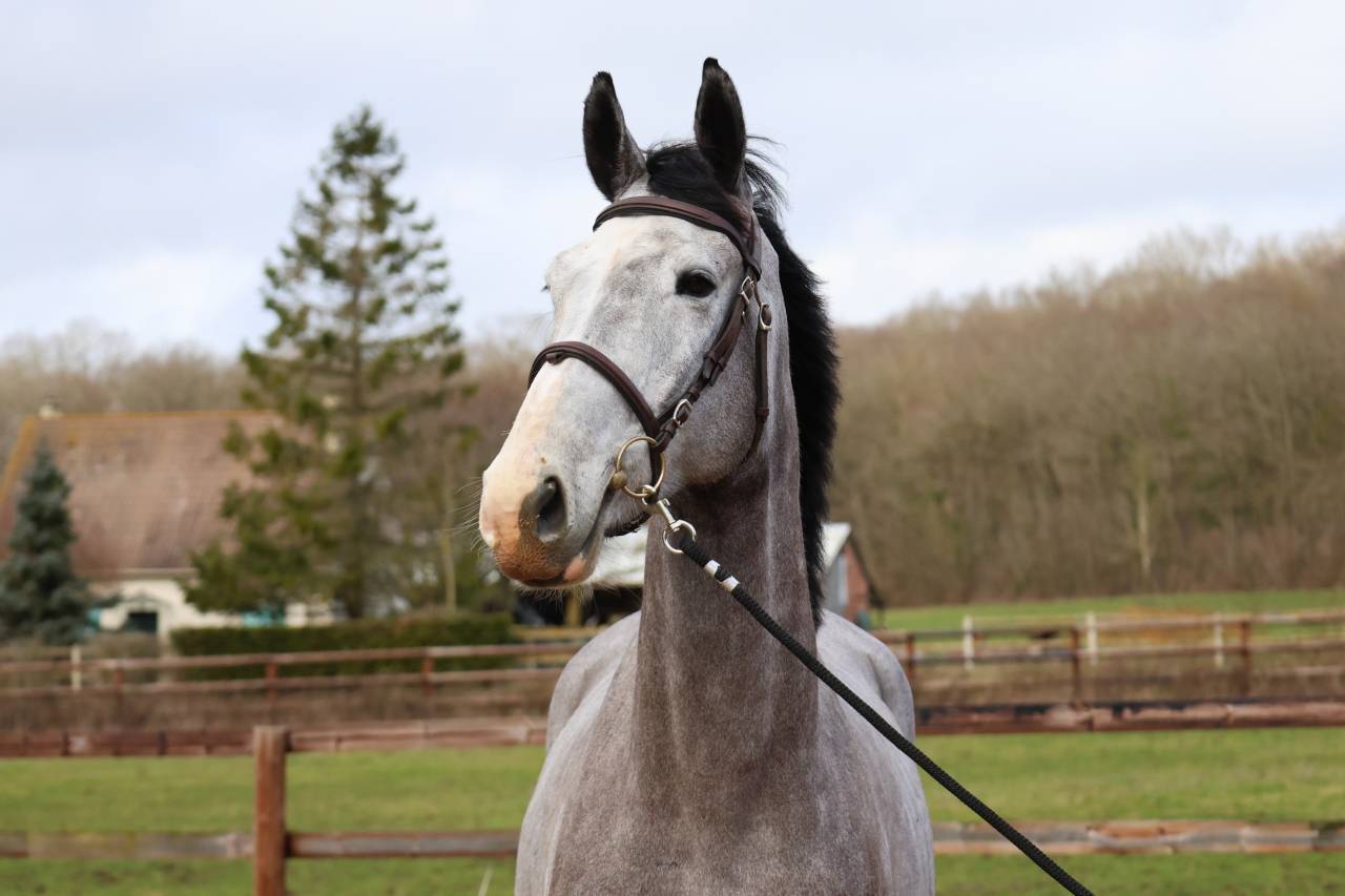 Gelding Zangersheide For sale 2021 Grey