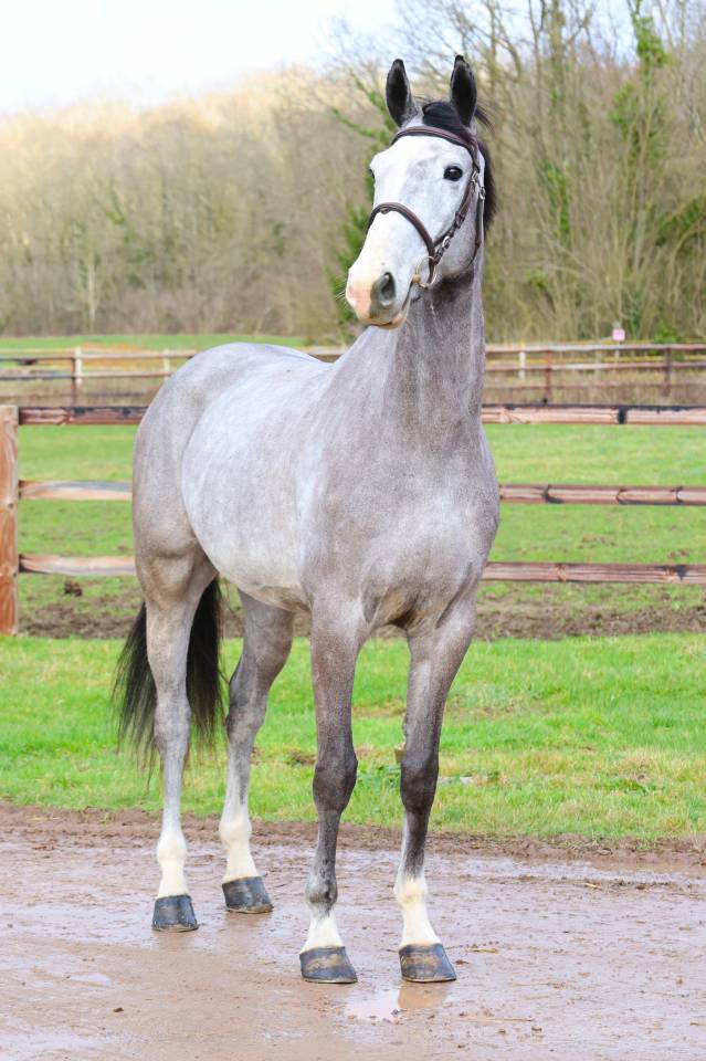 Gelding Zangersheide For sale 2021 Grey