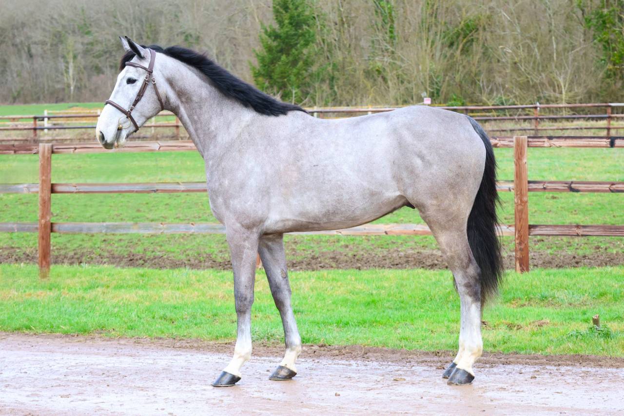 Gelding Zangersheide For sale 2021 Grey