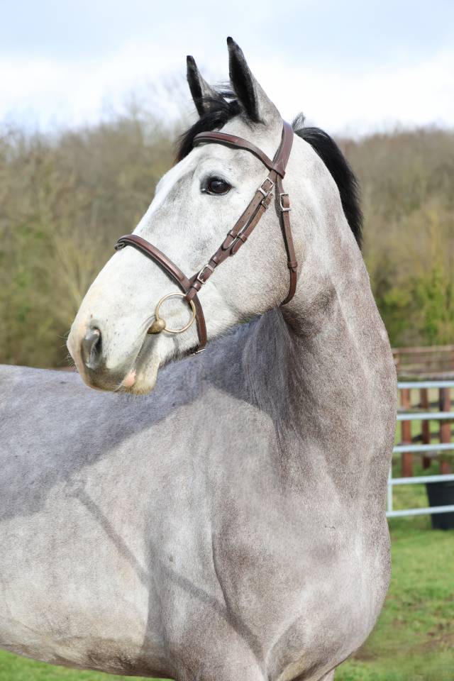 Gelding Zangersheide For sale 2021 Grey