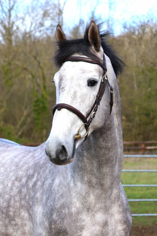 Entire Zangersheide For sale 2021 Grey