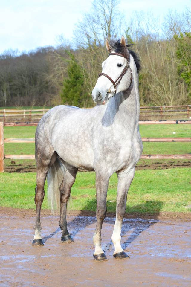 Entire Zangersheide For sale 2021 Grey