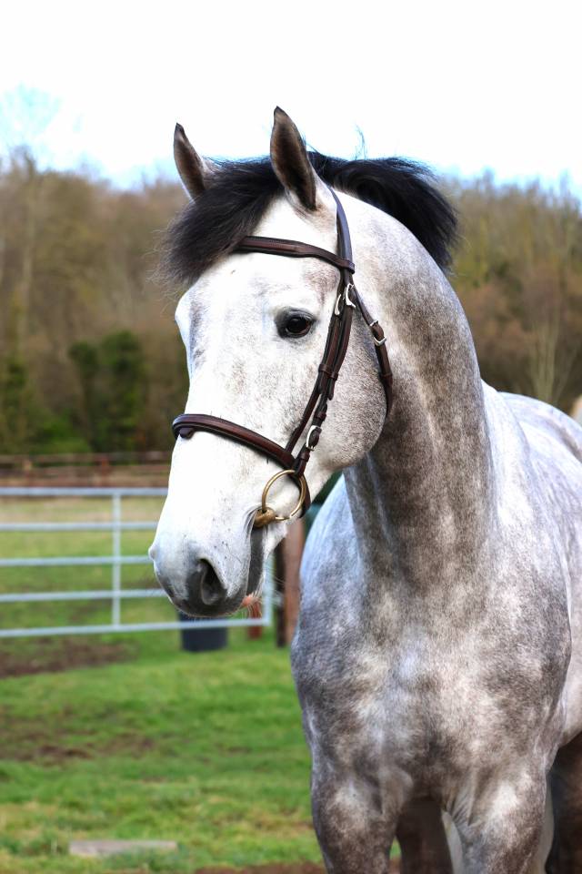 Entire Zangersheide For sale 2021 Grey