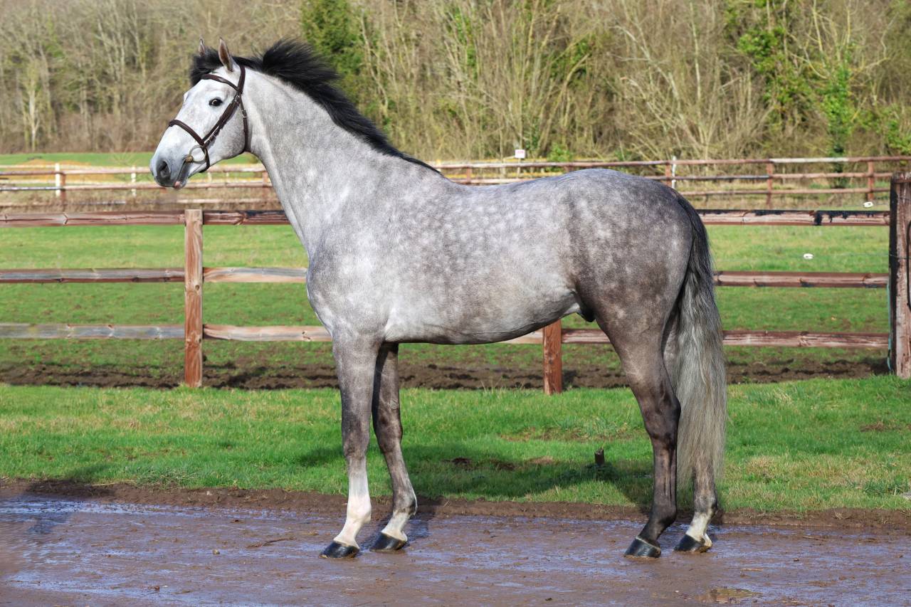 Entire Zangersheide For sale 2021 Grey