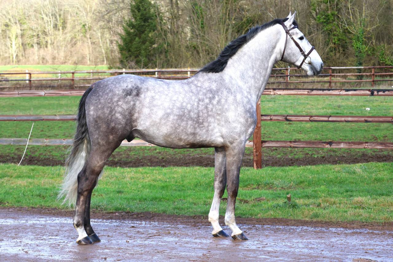 Entire Zangersheide For sale 2021 Grey