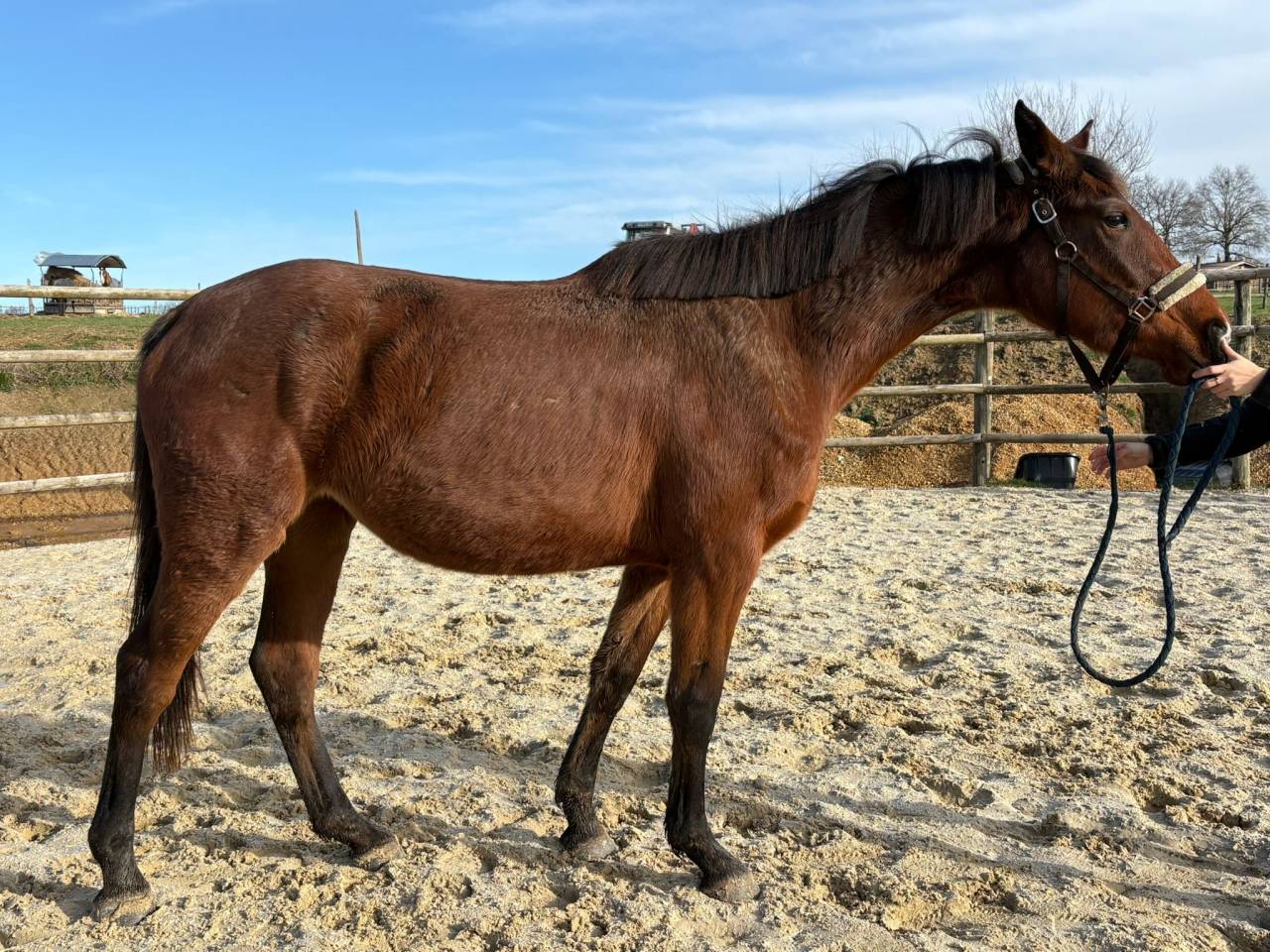 Mare Selle Fran&ccedil;ais For sale 2023 Bay