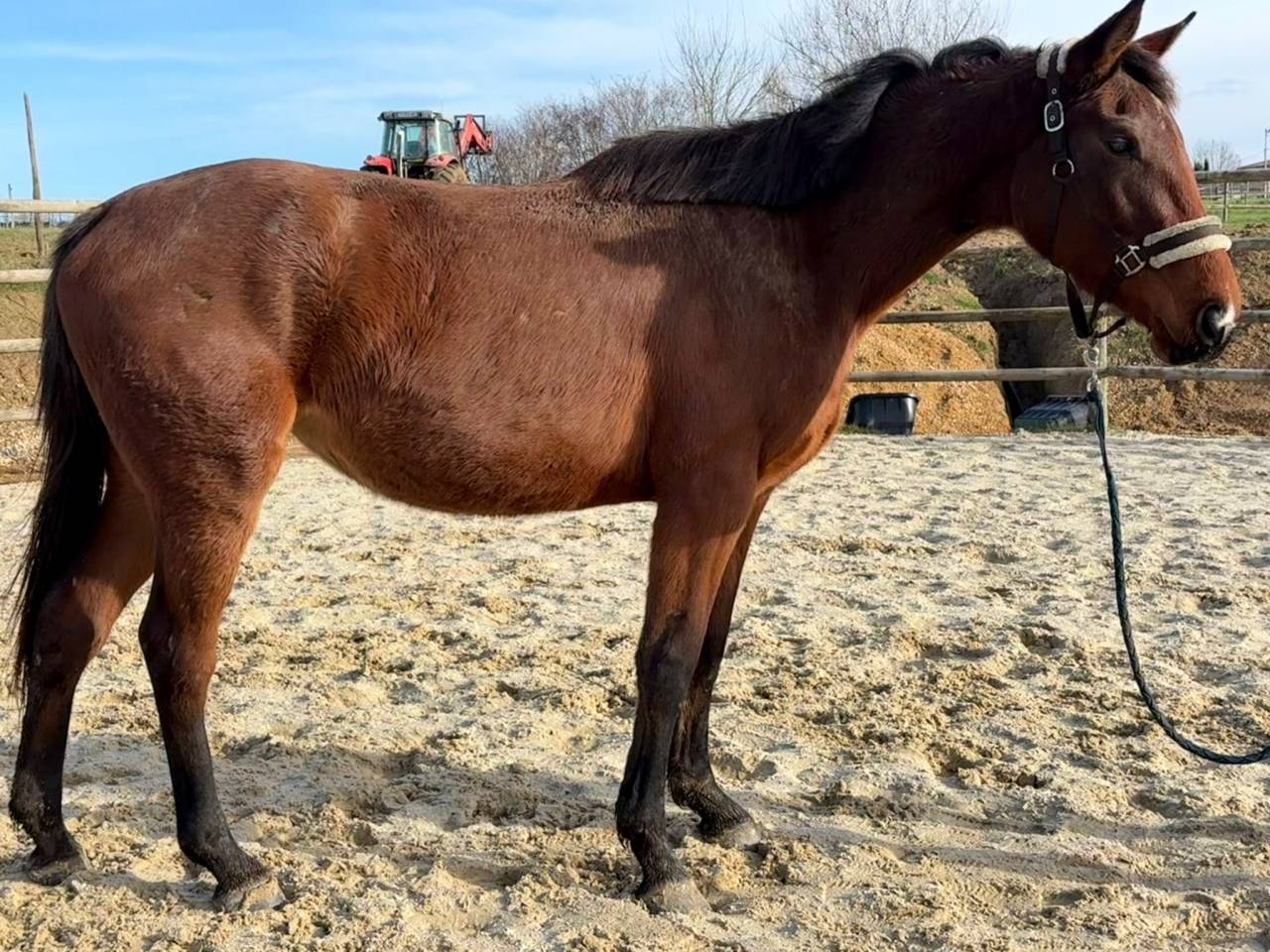 Mare Selle Fran&ccedil;ais For sale 2023 Bay