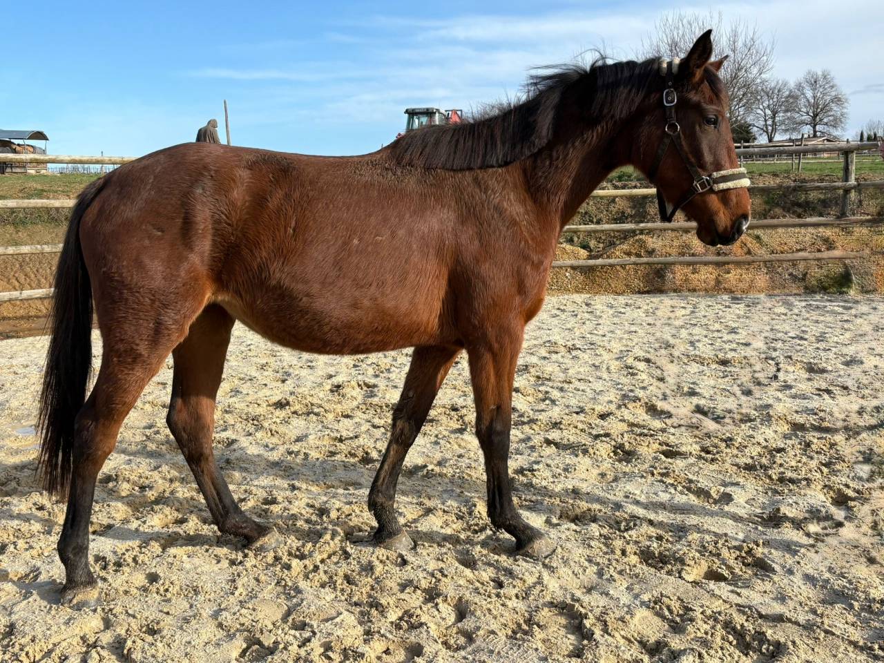 Mare Selle Fran&ccedil;ais For sale 2023 Bay