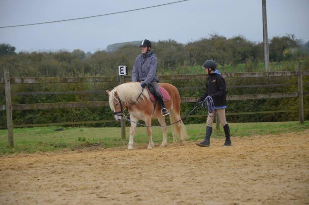 Mare Haflinger For sale 2012 Chesnut