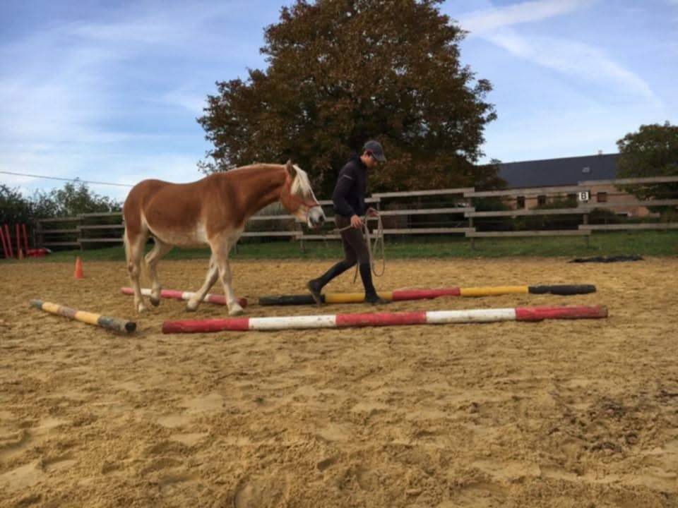 Mare Haflinger For sale 2012 Chesnut