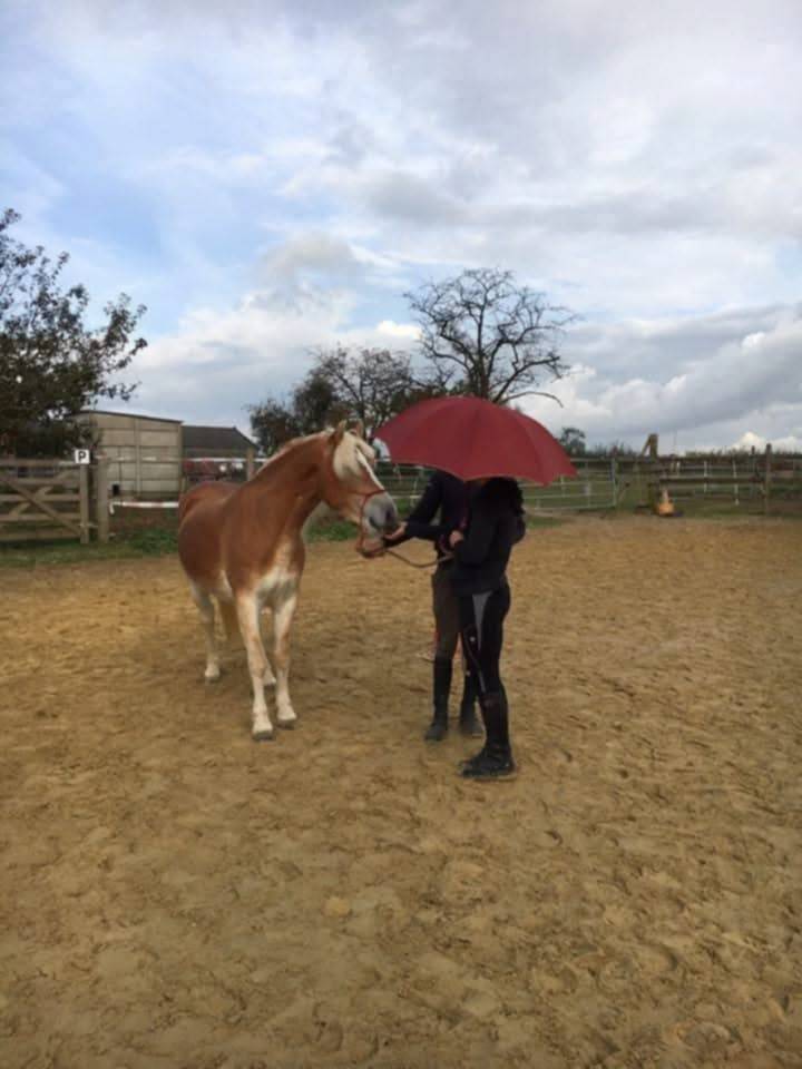 Mare Haflinger For sale 2012 Chesnut