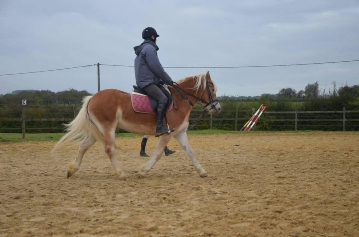 Mare Haflinger For sale 2012 Chesnut