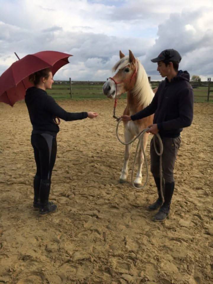 Mare Haflinger For sale 2012 Chesnut