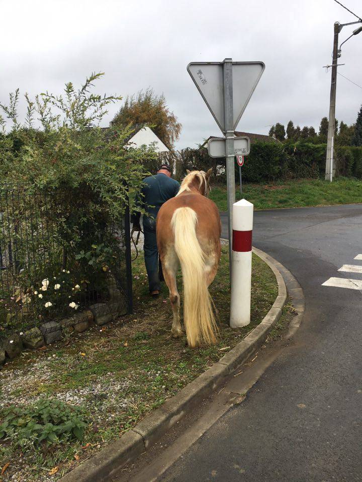 Mare Haflinger For sale 2012 Chesnut