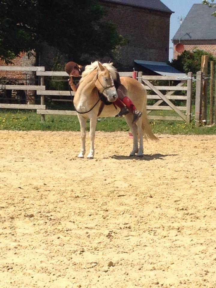 Mare Haflinger For sale 2012 Chesnut