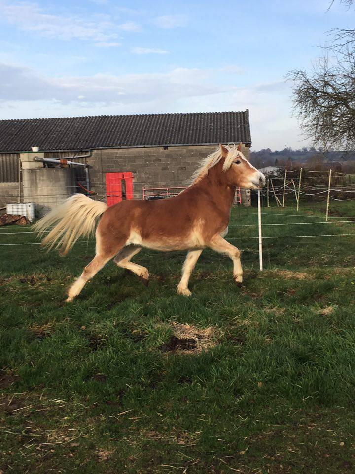 Mare Haflinger For sale 2012 Chesnut