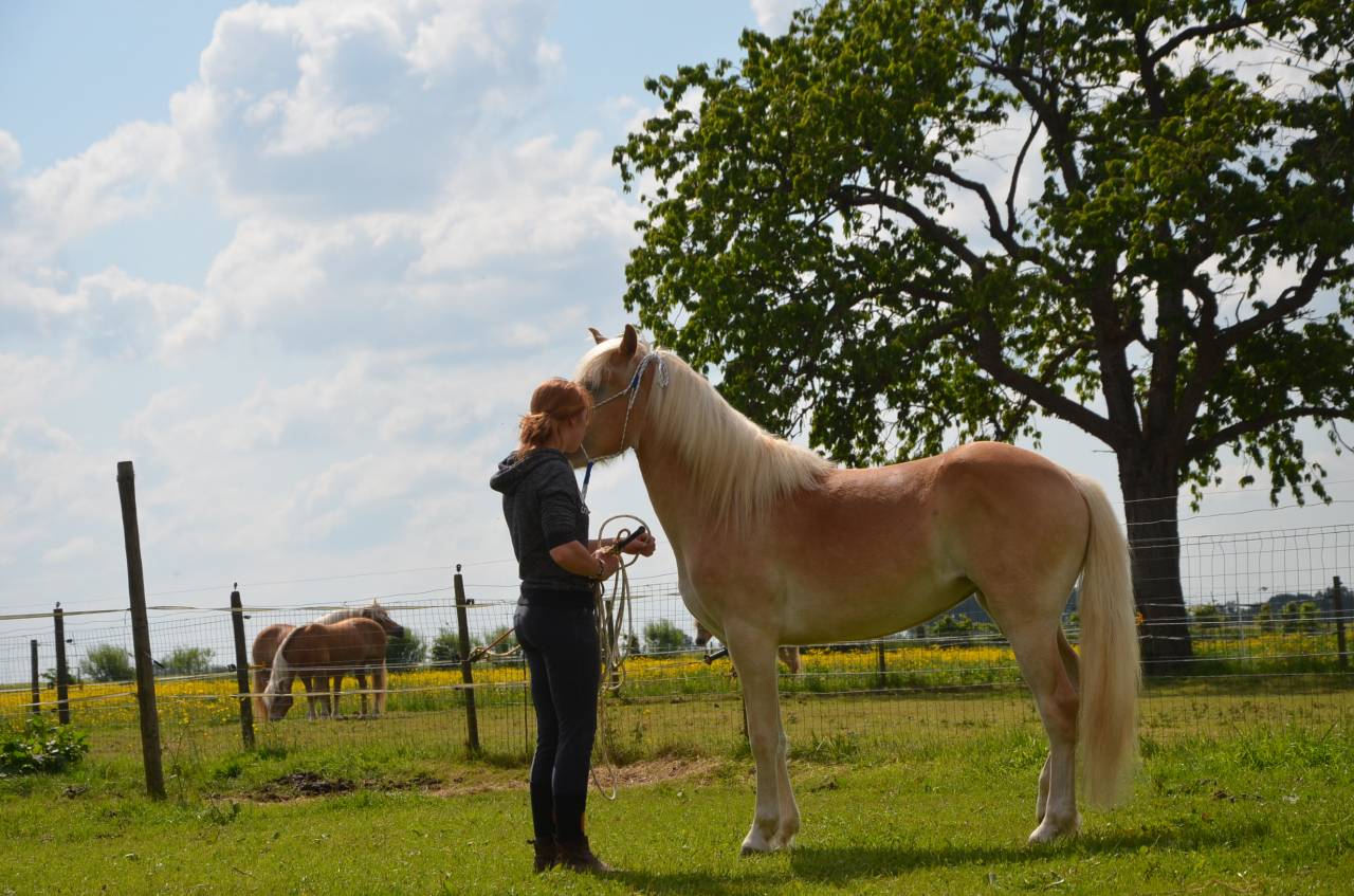 Mare Haflinger For sale 2012 Chesnut