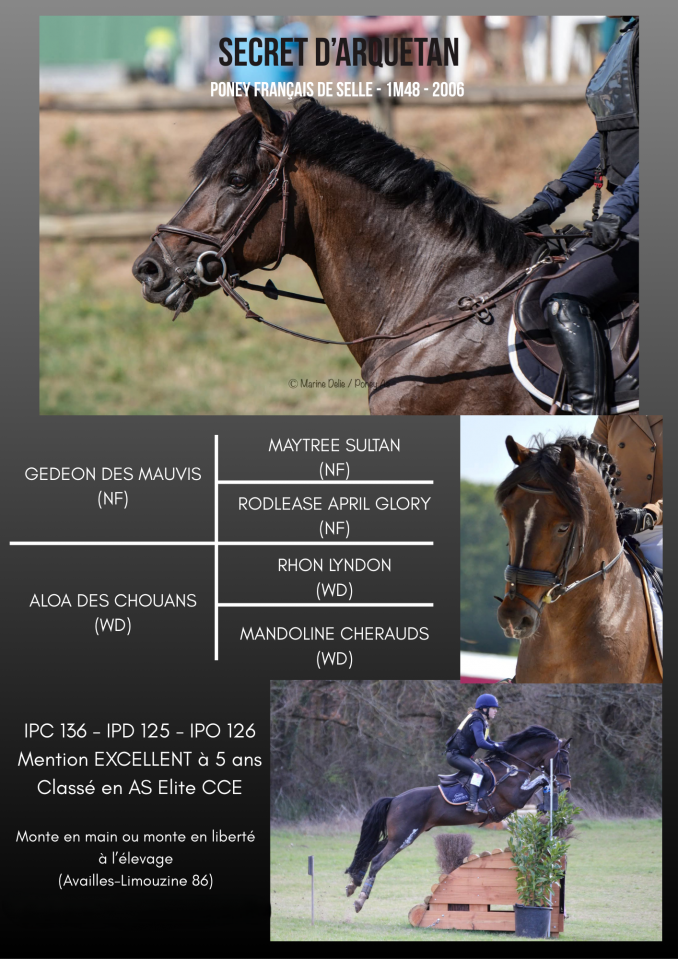 Secret d'Arquetan - French Saddle Pony 2006 by GEDEON DES MAUVIS